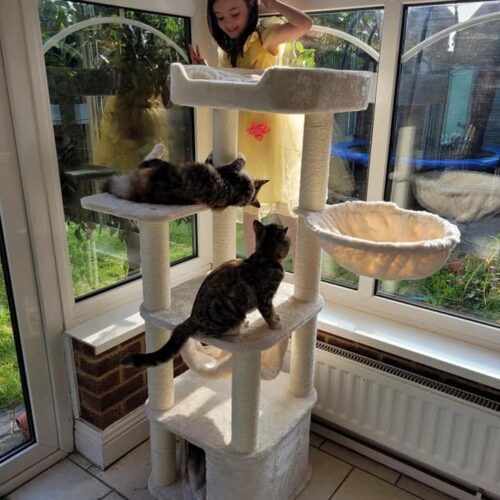 242621199 3133801386853779 881672245638247223 n 500x500 - Cat Tree For Large Breeds