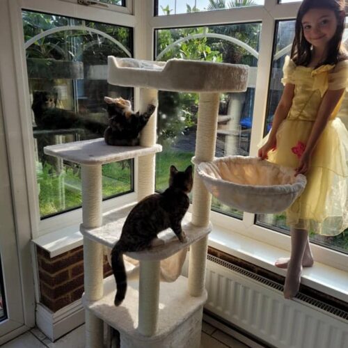244777080 3133801410187110 1099987338589578190 n 500x500 - Cat Tree For Large Breeds