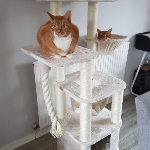 245358374 4970812556279783 3458197303418192463 n 500x500 - Cat Tree For Large Breeds