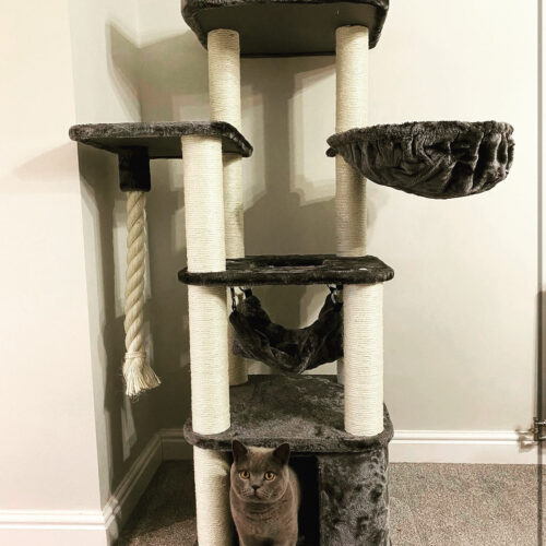 Cat Trees | LOWEST PRICES GUARANTEED | FREE DELIVERY