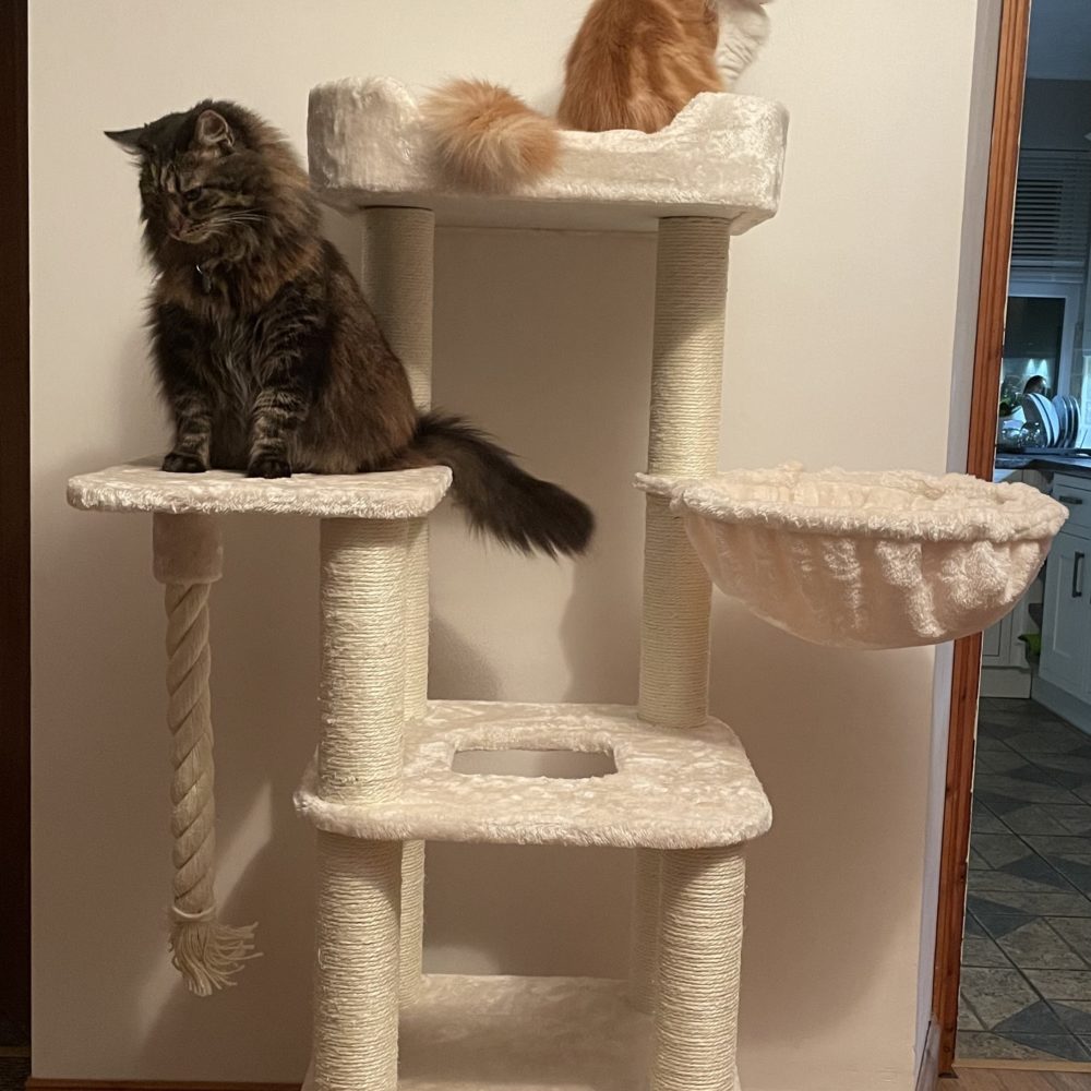 Luxury Cat Trees The UK's leading online retailer of Cat Trees