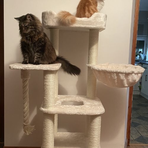 IMG 4366 500x500 - Cat Trees For Maine Coons (2021)