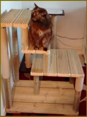 10 3 15 web - Cat Tree For Large Breeds