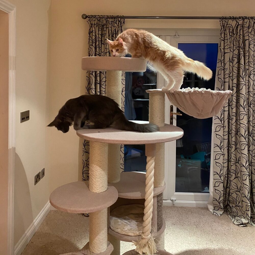 RHR Quality Cat Trees LOWEST PRICES GUARANTEED FREE DELIV