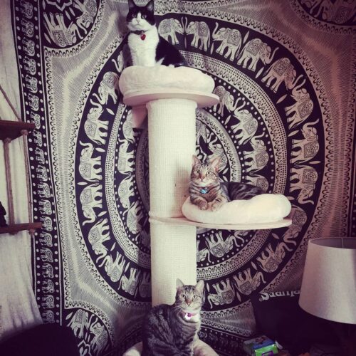 191902091 494523744931598 848872527470367643 n 500x500 - Cat Tree For Large Breeds