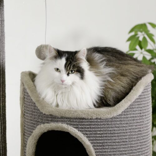 8162021 500x500 - Cat Tree For Large Breeds