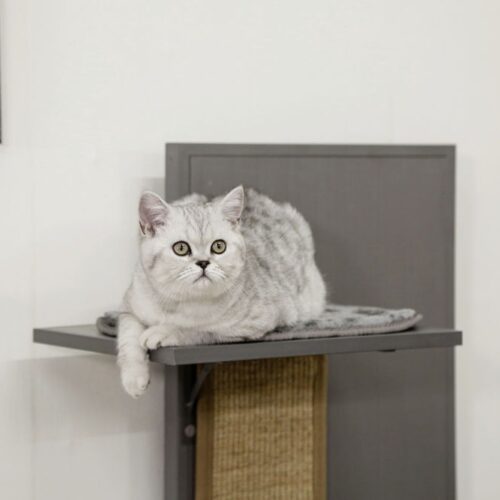 8445511 500x500 - Cat Tree For Large Breeds