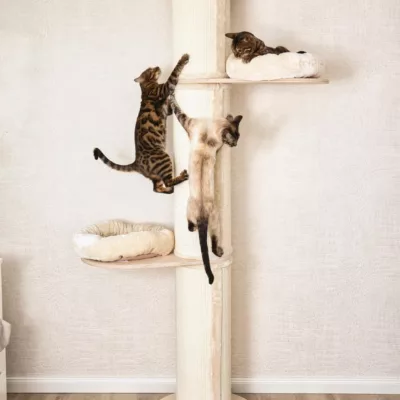 Floor To Ceiling Cat Trees 