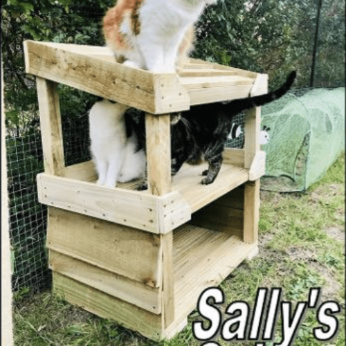 Sally Saloon