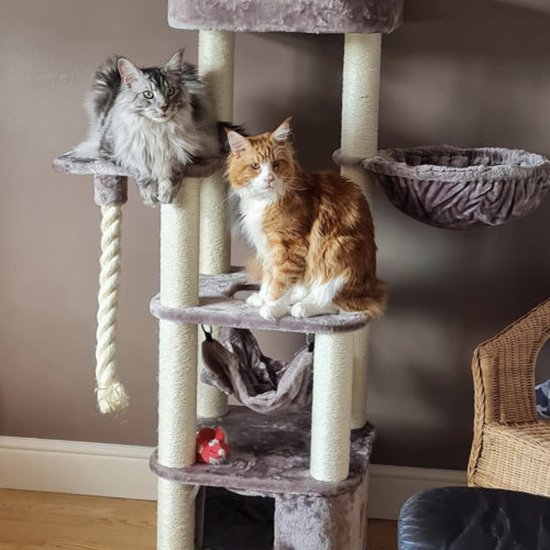 IMG 4795 500x500 - Cat Tree For Large Breeds