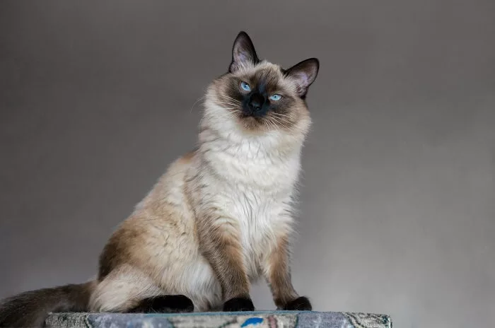 The-Balinese-cat
