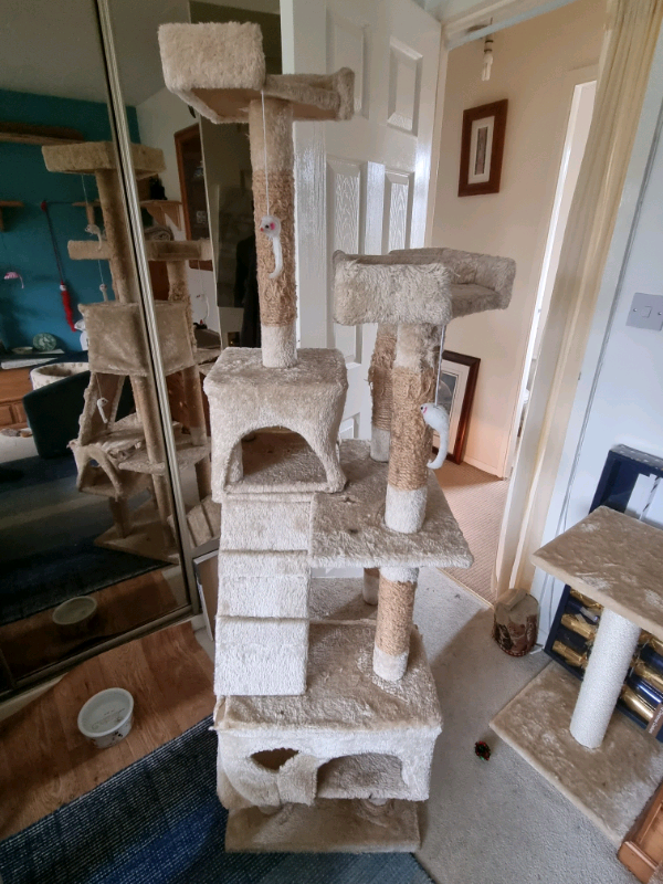 Will cats use a secondhand cat tree?