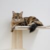 Wall-Mounted Cat Tree Timber - Image 3