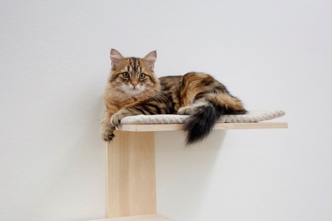 Wall-Mounted Cat Tree Timber