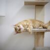 Wall-Mounted Cat Tree Timber - Image 4