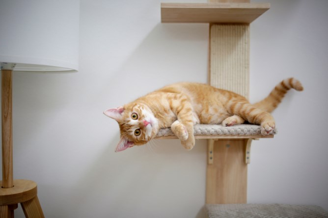 Wall-Mounted Cat Tree Timber