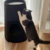 Cat Barrel BOHO (Anthracite) - Image 4