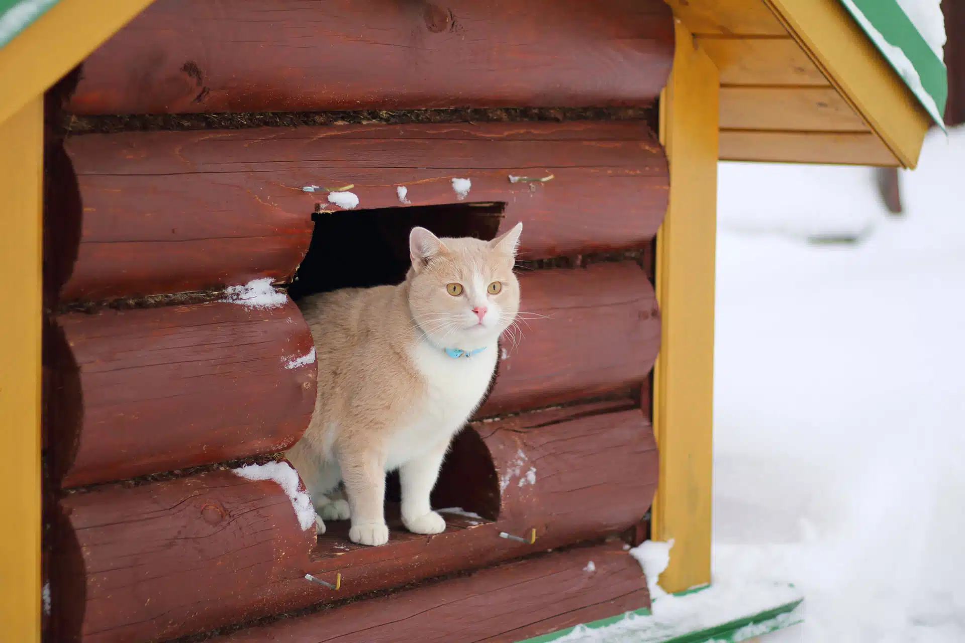 how to build an outdoor cat house