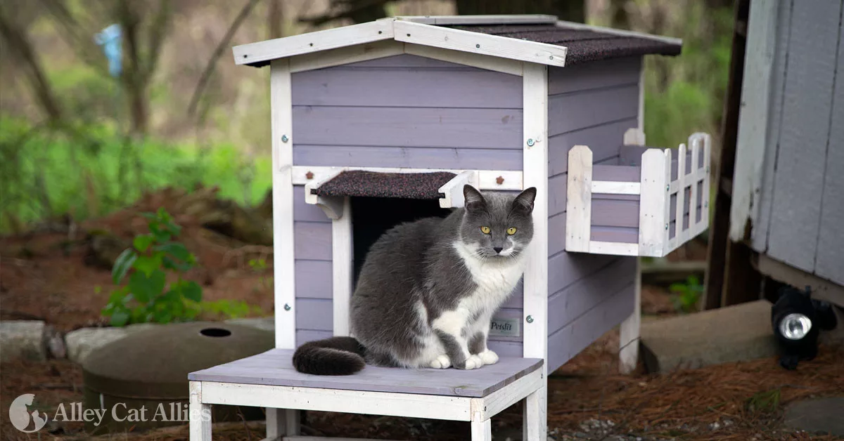 Where is the best place to put a cat shelter?