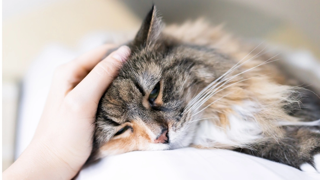 15 Ways to Beat Cat Depression