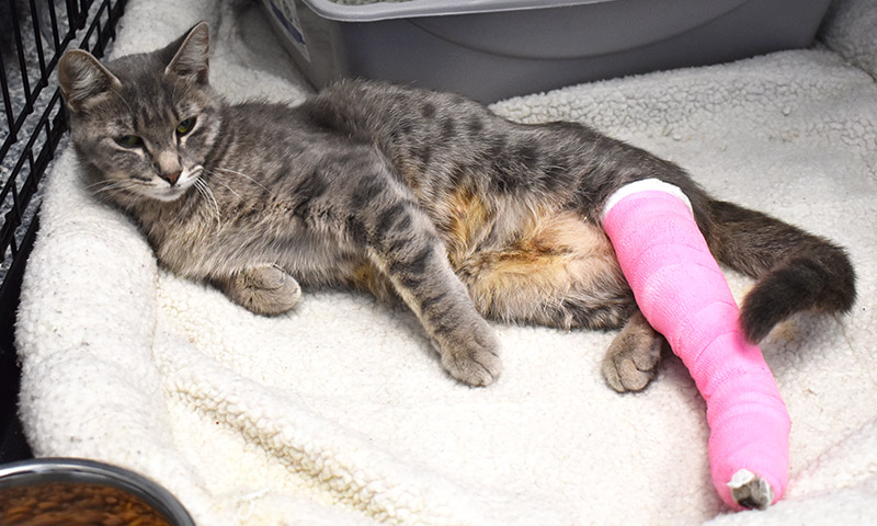 How to care for a Cat with a Broken Leg and Pelvis