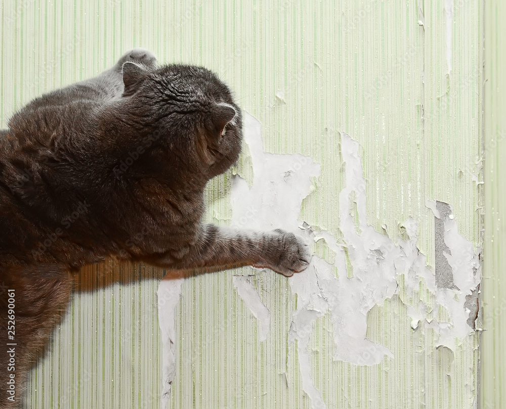 Protecting Your Wallpaper from Feline Claws: Tips and Tricks