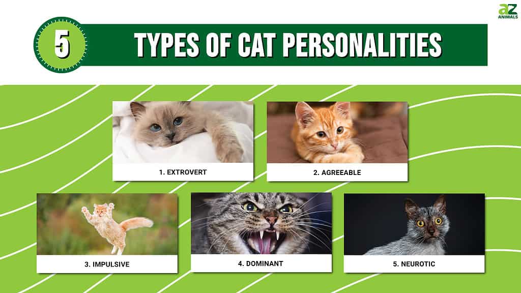 Understanding Your Cat's Unique Personality Traits
