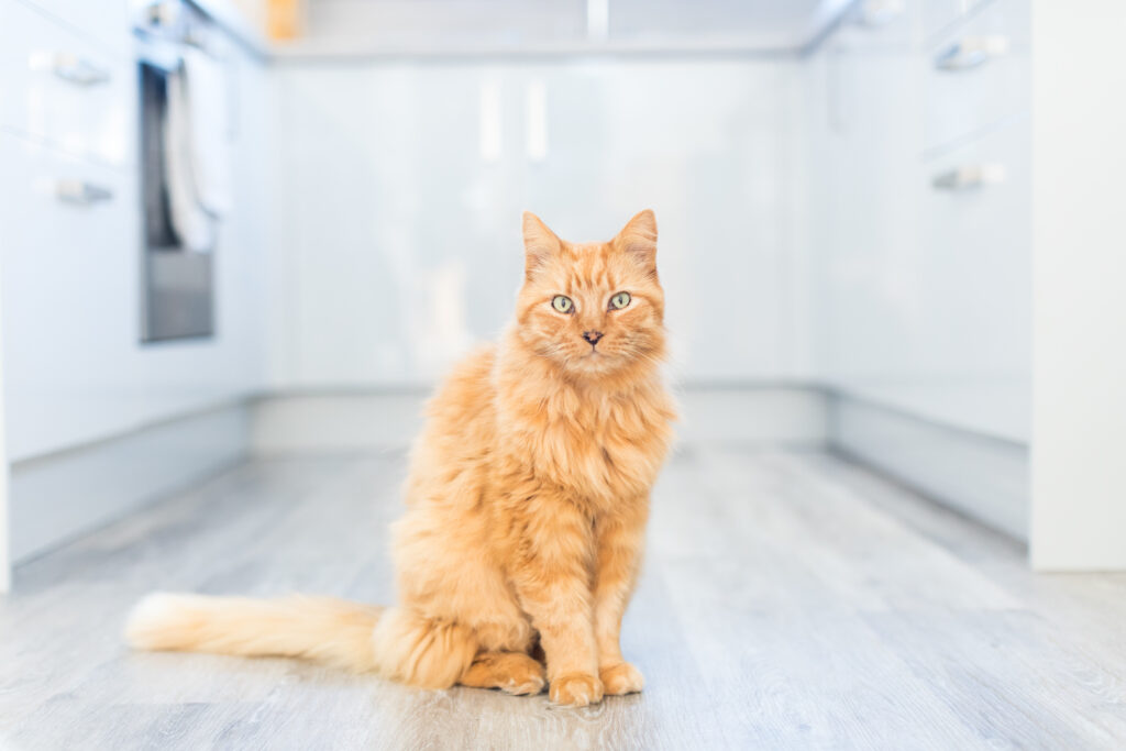 The Ultimate Guide for Cat Owners on Maintaining a Spotless Home