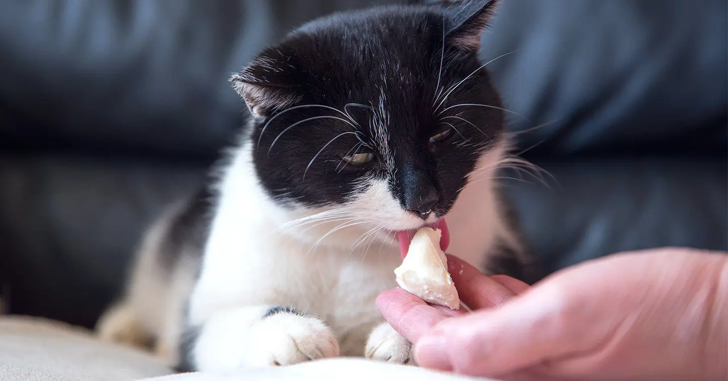 Can Cats Eat Cheese Safely?