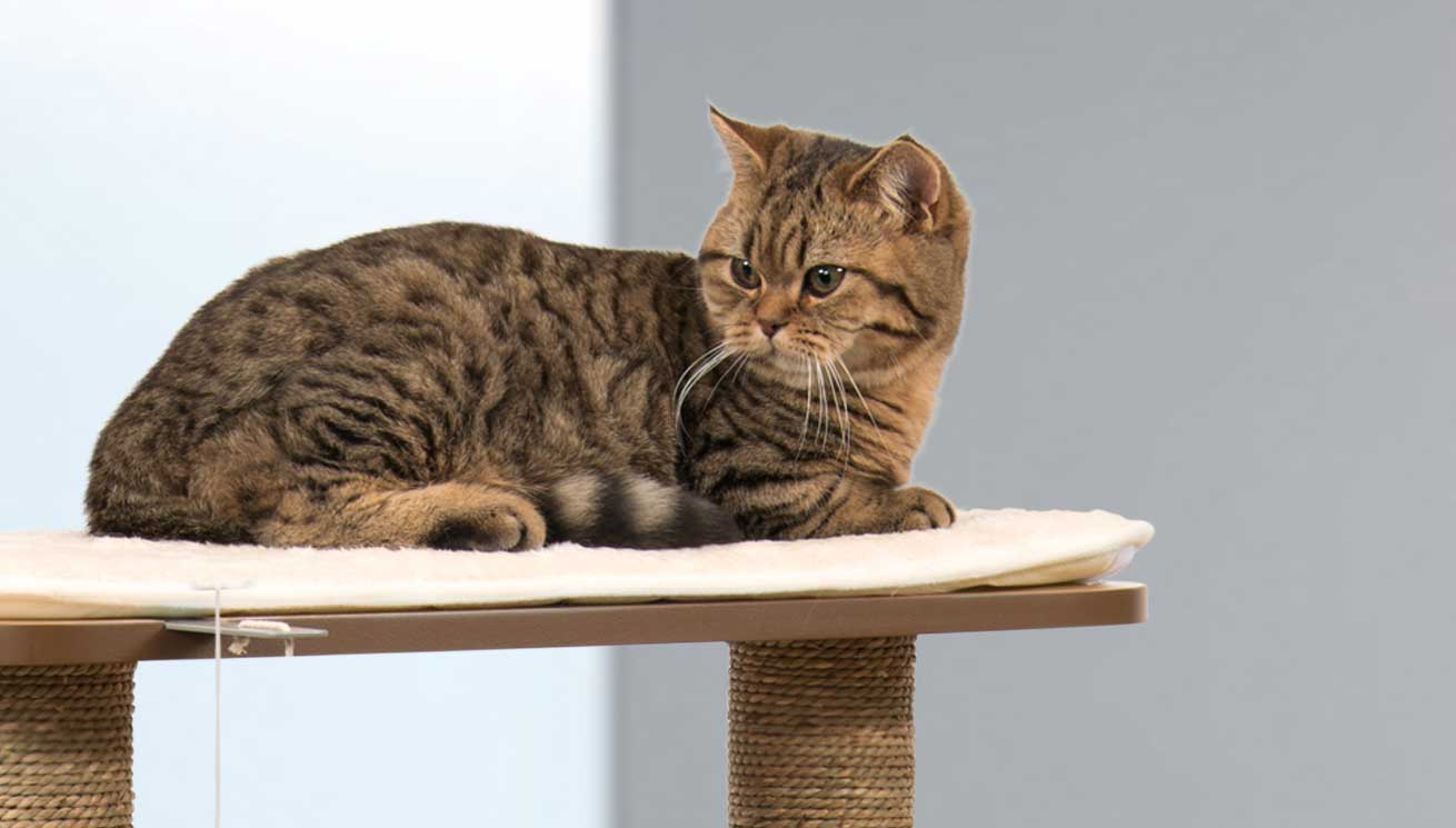 Why Every Cat Owner Needs A Cat Tree