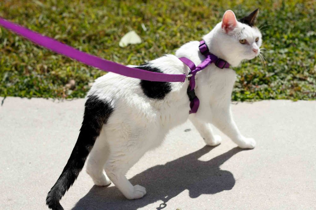 Is Walking Your Cat on a Harness and Lead a Good Idea?
