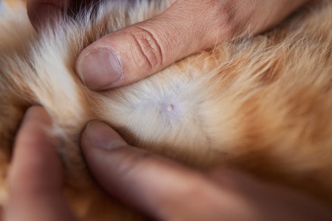 Male Cat Nipples: Why Do They Have Them?