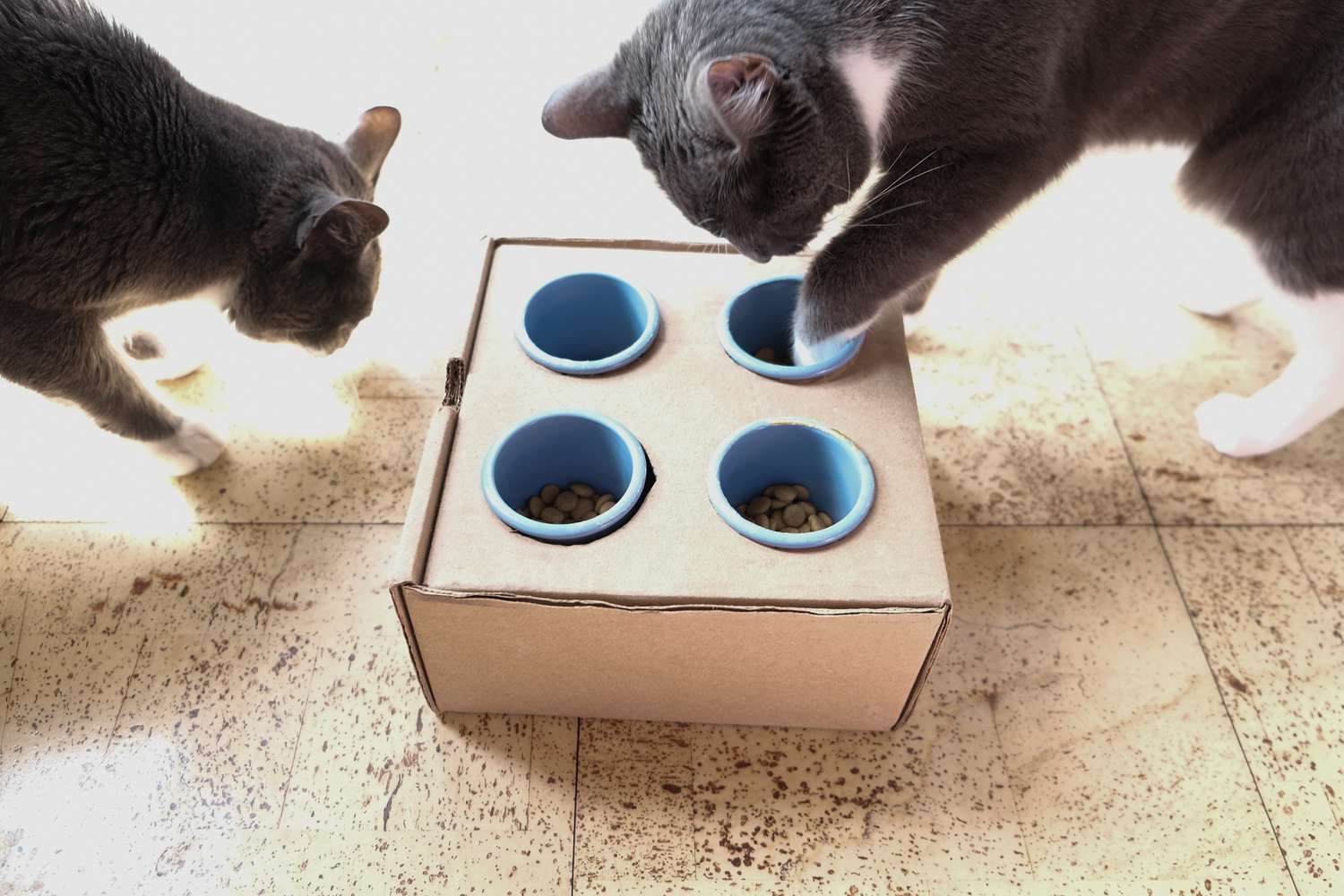 How to make a food puzzle for your cat to play with!