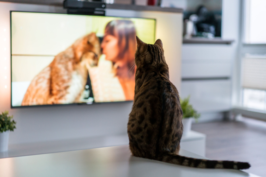 What Do Cats Really Think of Smartphones and TVs?
