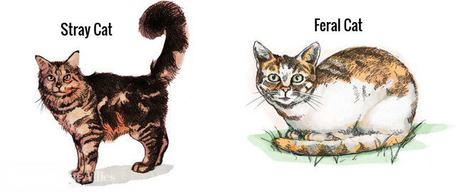 Stray or Feral Cat? How to Tell the Difference