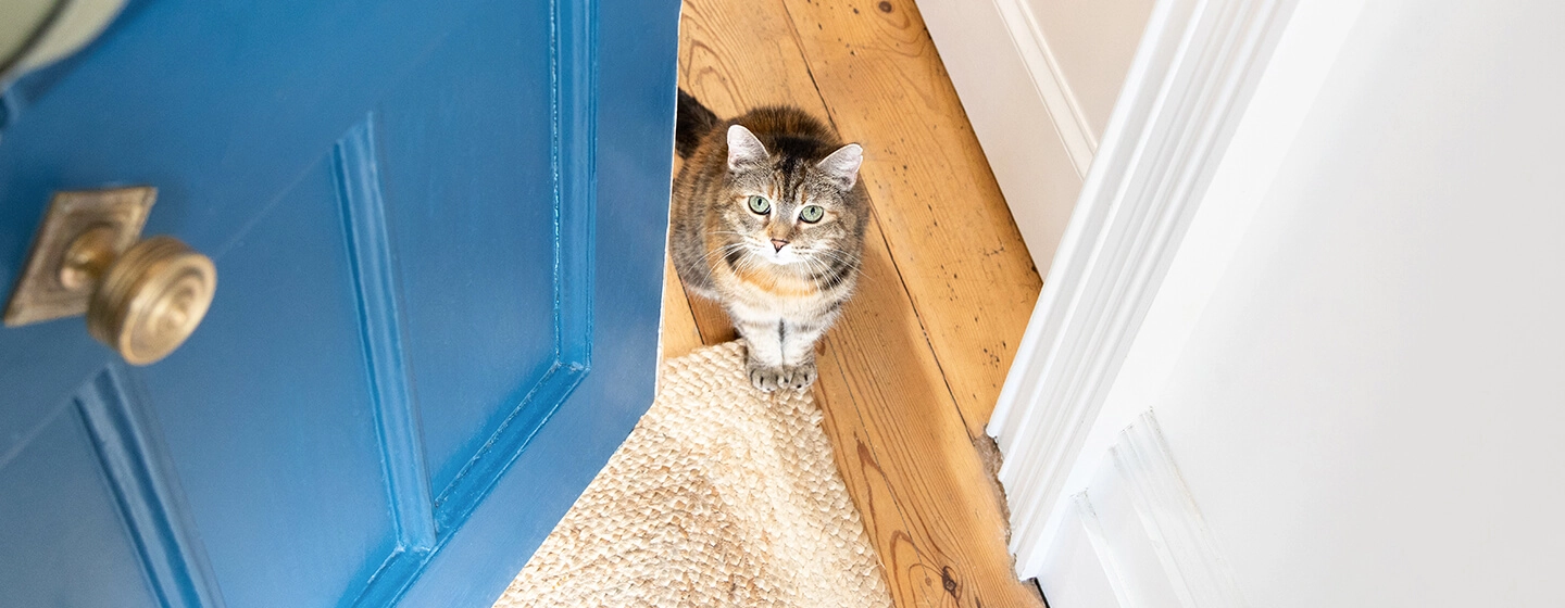 Why doesn't my cat use their cat flap?