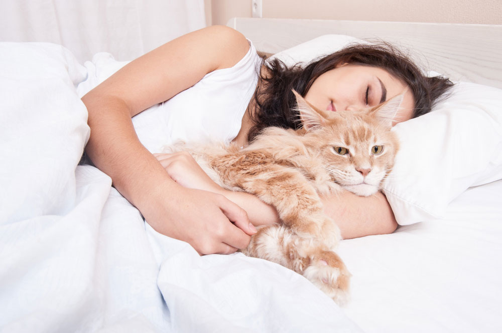 Why Your Cat Chooses to Sleep on You