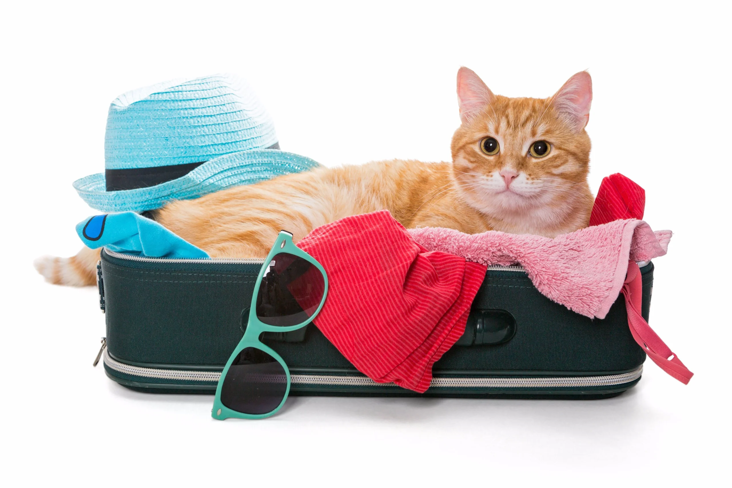 Tips for Selecting the Perfect Cat Holiday Care