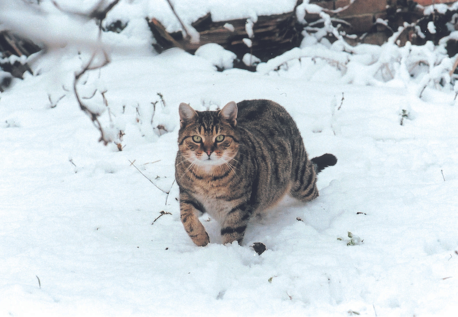 Feline Temperatures: Do Cats Experience the Chill?