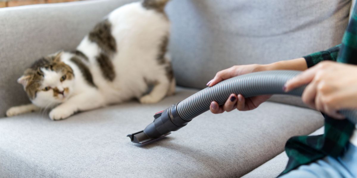 Why Do Cats Fear Vacuum Cleaners?