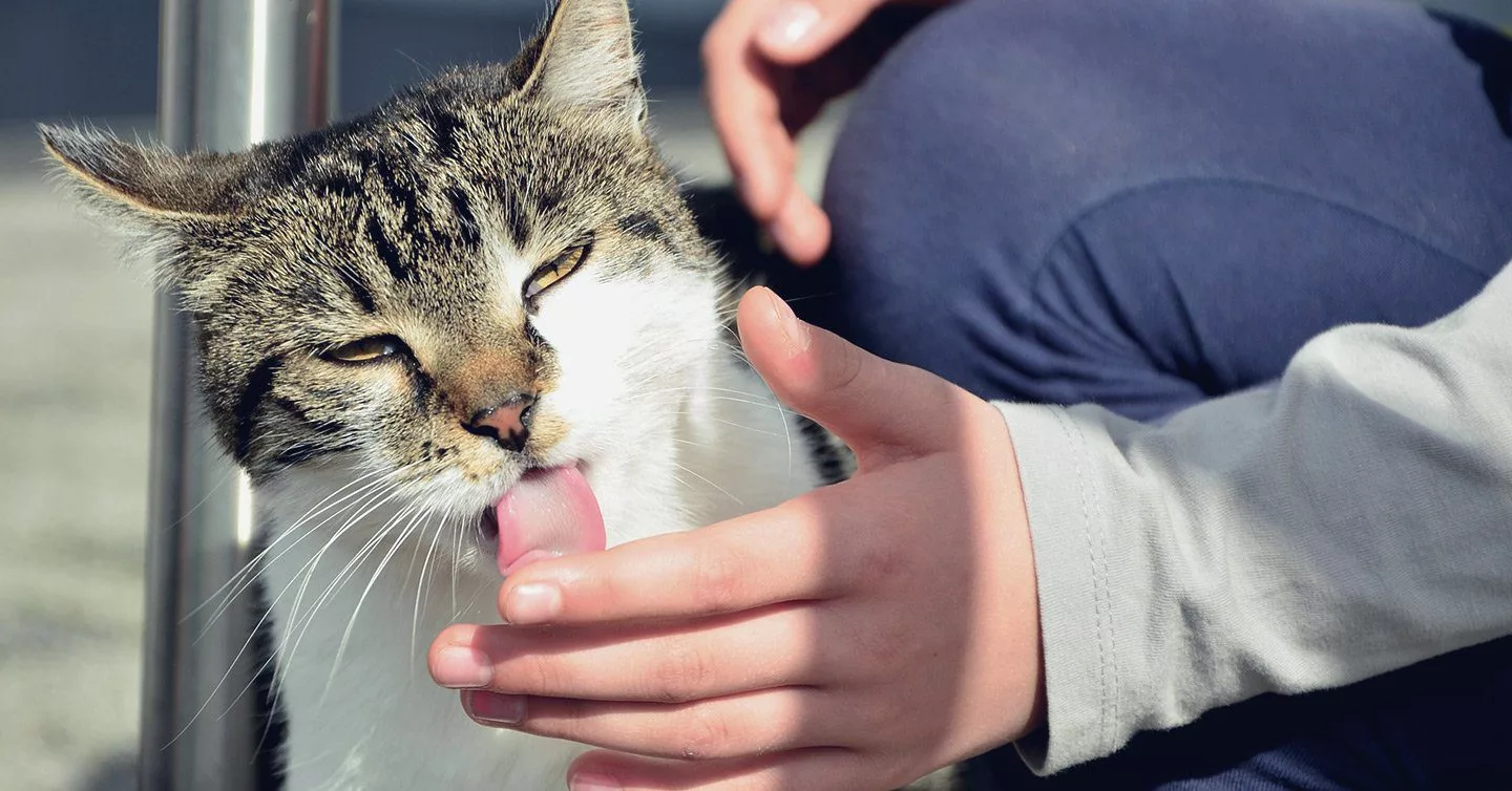 Why Your Cat Loves to Lick You