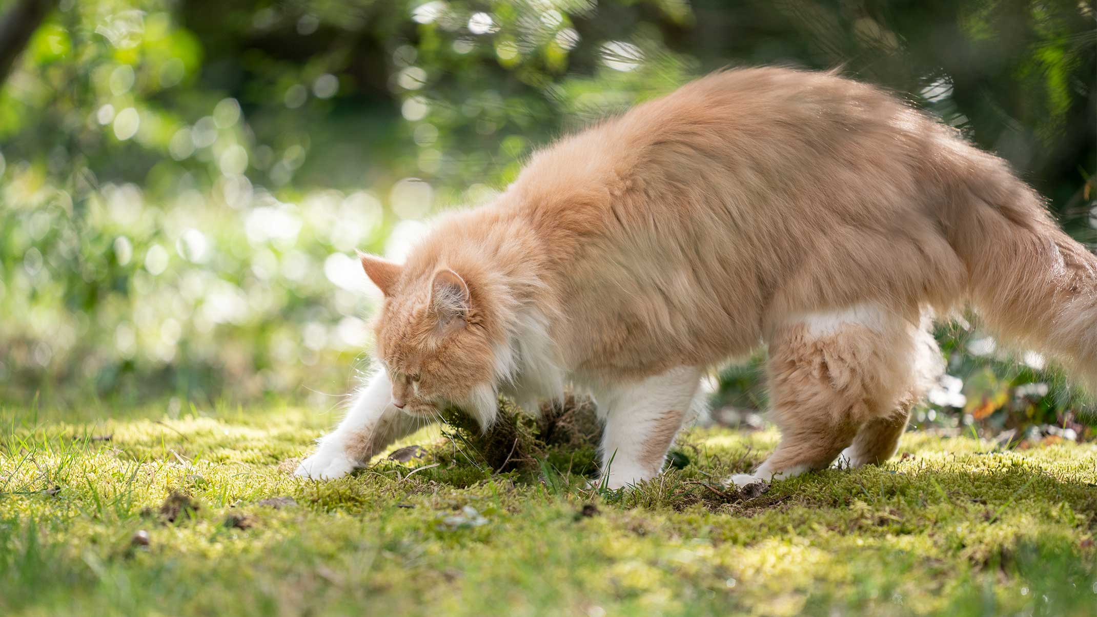 Why Do Cat Bury Their Poo? Explained