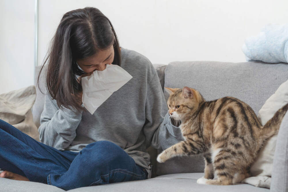 Is It Possible to Have a Cat Despite Your Allergic Reactions?