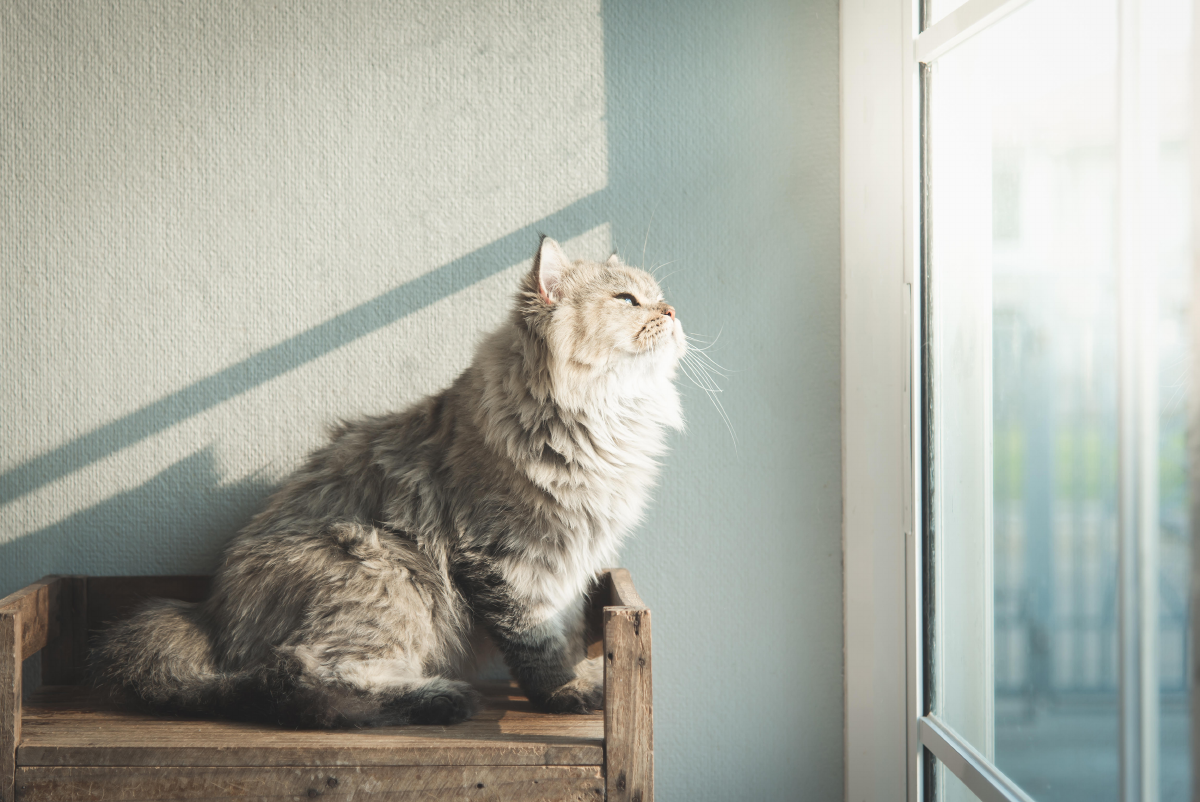 How Long Can You Safely Leave Your Cat Alone?