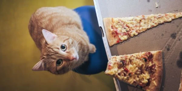 Foods You Need to Keep Away from Your Cat