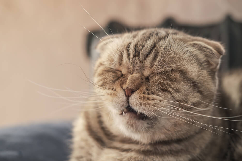 Cats and Hiccups: Unveiling the Surprising Phenomenon You Never Knew About!