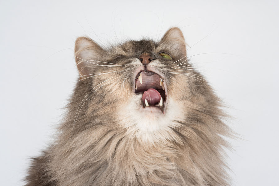 Why is My Cat Sneezing? Common Causes and What to Do