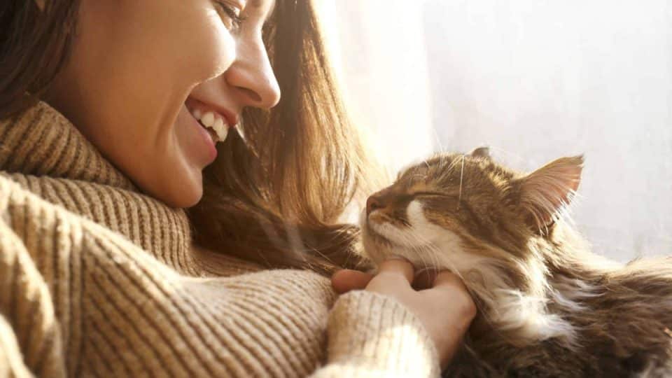 Top Tips to Earn a Cat's Affection and Trust