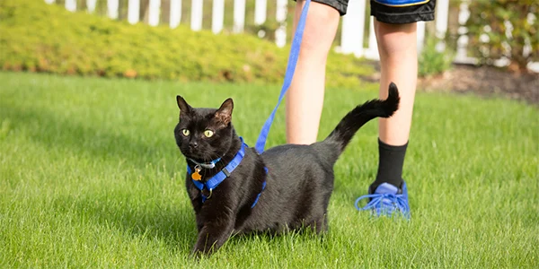 Should I walk my cat on a harness and lead?