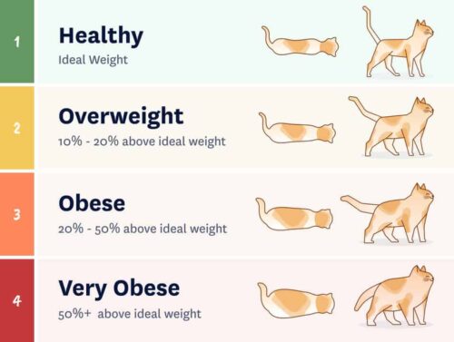 Understanding Your Cat's Ideal Weight - Cat Tree UK